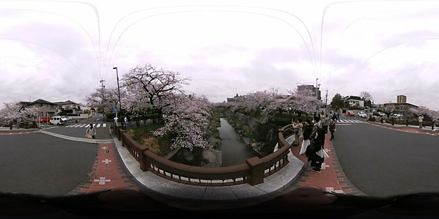 (12) 202203 山崎川(3)/桜(瑞穂区)