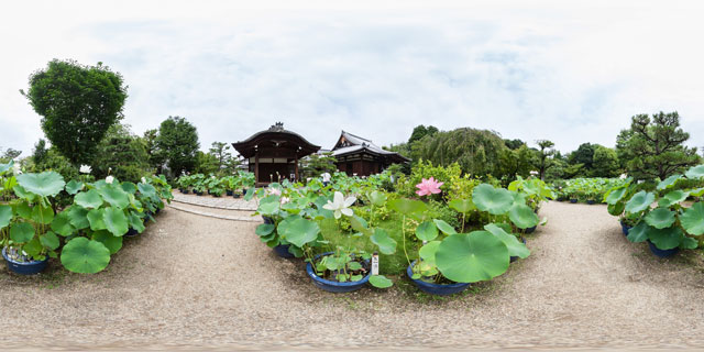 (30) 202406 五位山 法金剛院(右京区)